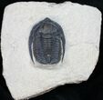 Cornuproetus Trilobite - Detailed Shell #10649-6